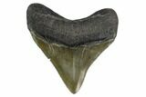 Posterior Megalodon Tooth - Polished Blade #130800-1